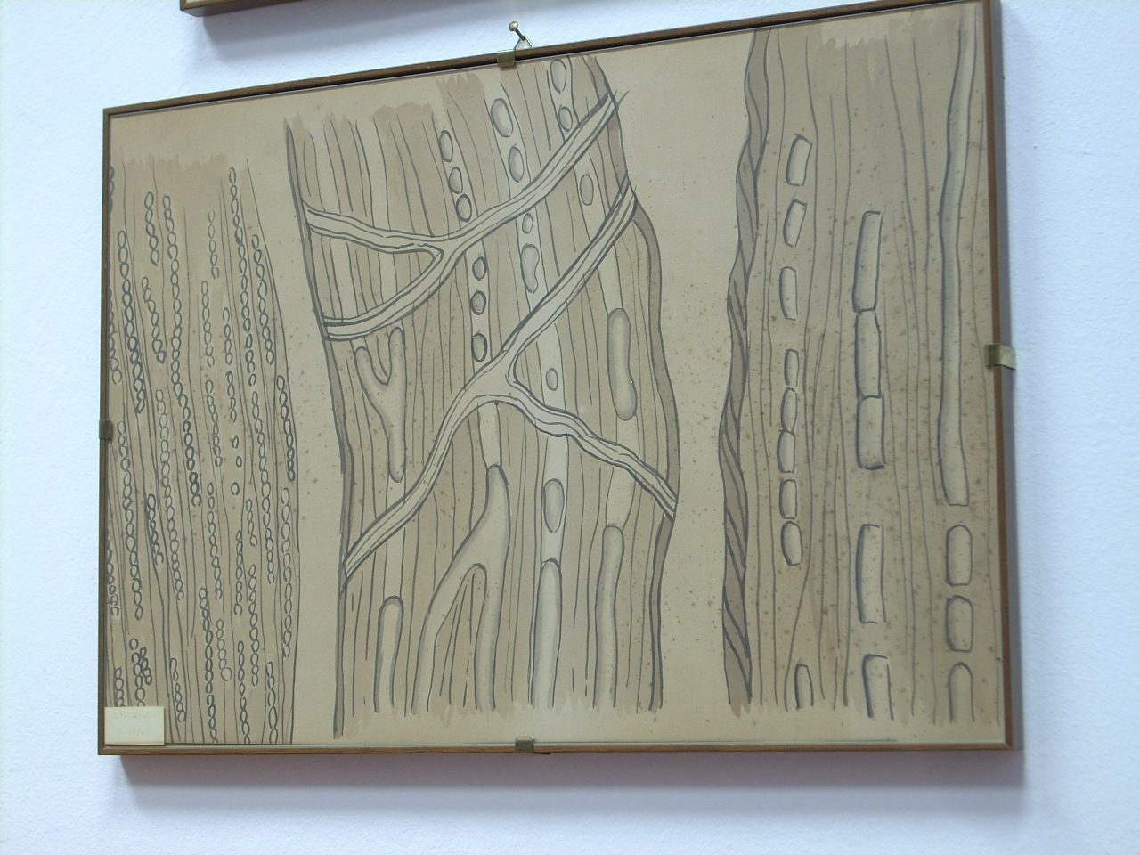 Giulio Bizzozero s histological drawings, Accademia di Medicina, Turin, Italy - 04.JPG